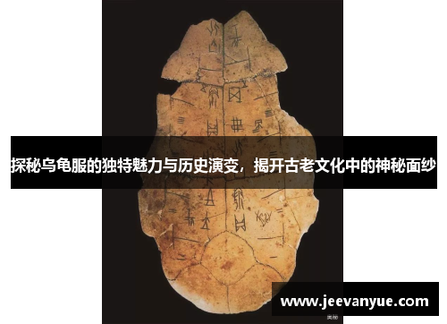 探秘乌龟服的独特魅力与历史演变，揭开古老文化中的神秘面纱